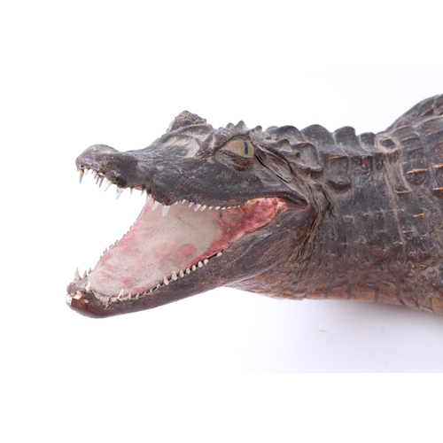 920 - Taxidermy.  A study of a juvenile caiman, 101cms long.