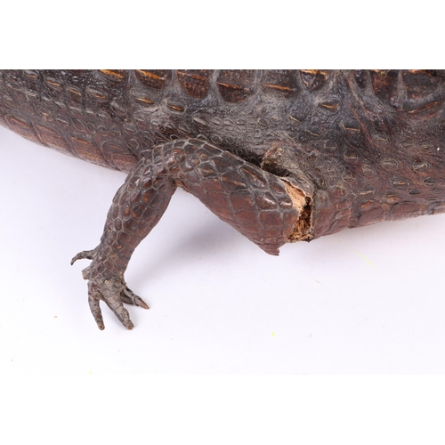 920 - Taxidermy.  A study of a juvenile caiman, 101cms long.