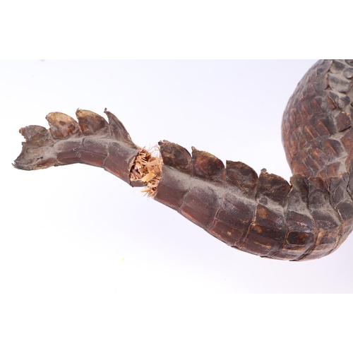 920 - Taxidermy.  A study of a juvenile caiman, 101cms long.