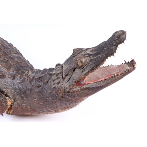 920 - Taxidermy.  A study of a juvenile caiman, 101cms long.