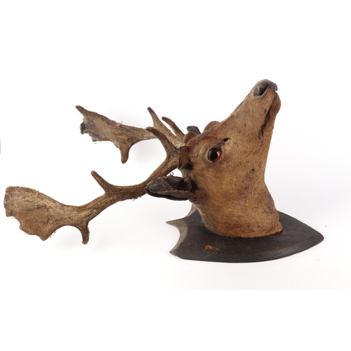 921 - Taxidermy.  A fallow deer head mount with antlers in velvet, on a shield shaped plaque.