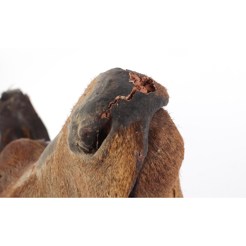 921 - Taxidermy.  A fallow deer head mount with antlers in velvet, on a shield shaped plaque.