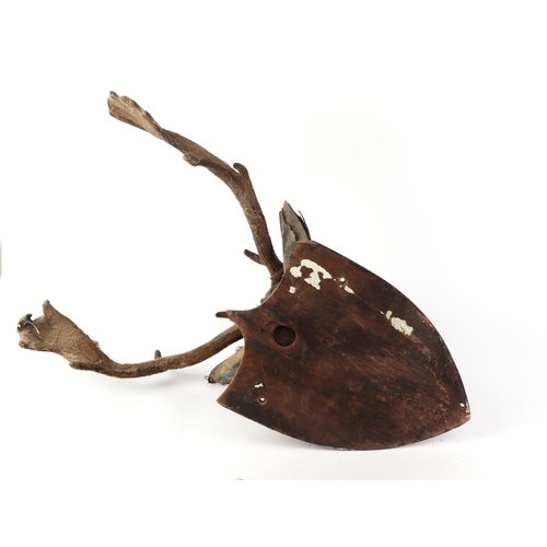 921 - Taxidermy.  A fallow deer head mount with antlers in velvet, on a shield shaped plaque.