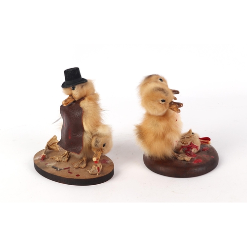 923 - Taxidermy: Study of a duckling modelled as 