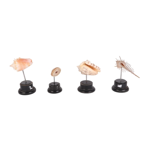 924 - A group of marine seashells on museum style display stands, the largest overall, 13cms (4).