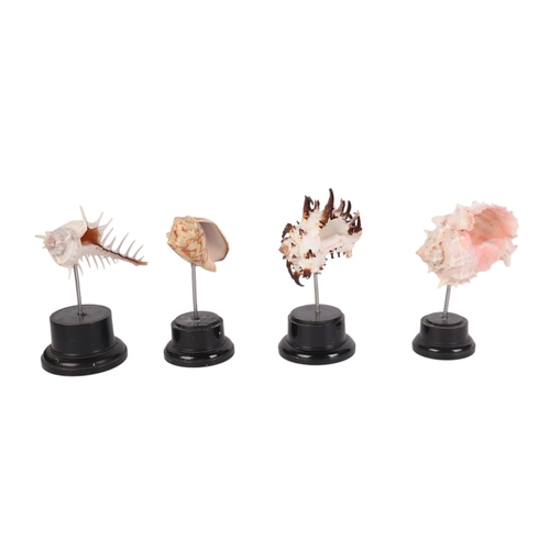 926 - A group of four museum style seashells mounted on stands, the largest overall, 12cms (4).