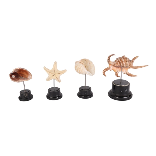 927 - A group of marine seashells on museum style display stands, the largest overall, 13cms (4).