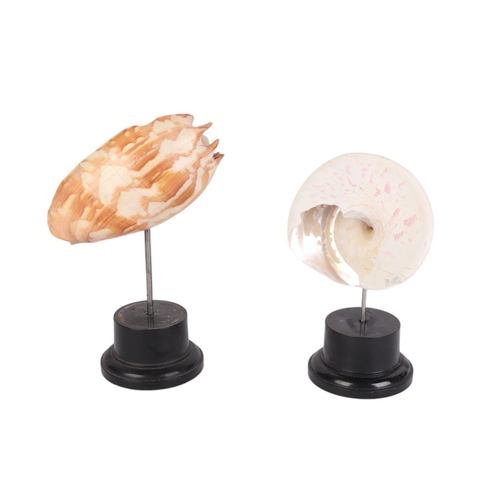 928 - Two marine seashells on museum style display stands, the largest 19cms (2).