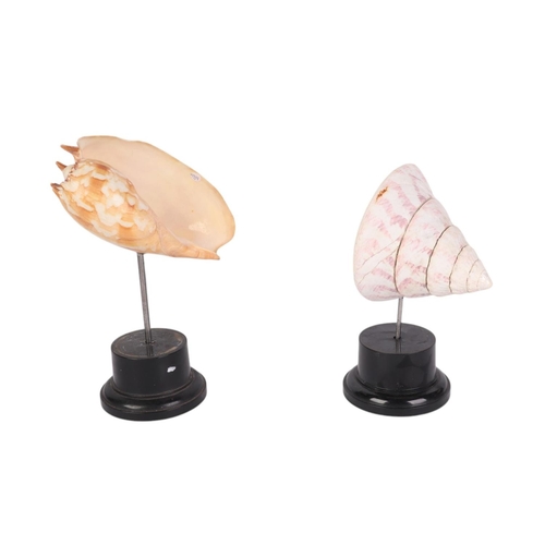 928 - Two marine seashells on museum style display stands, the largest 19cms (2).