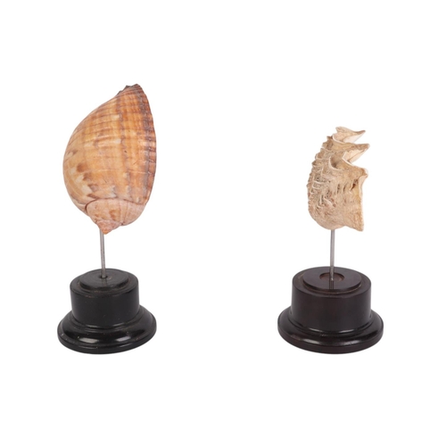 929 - Two  marine seashells on museum style display stands, the largest 20cms (2).