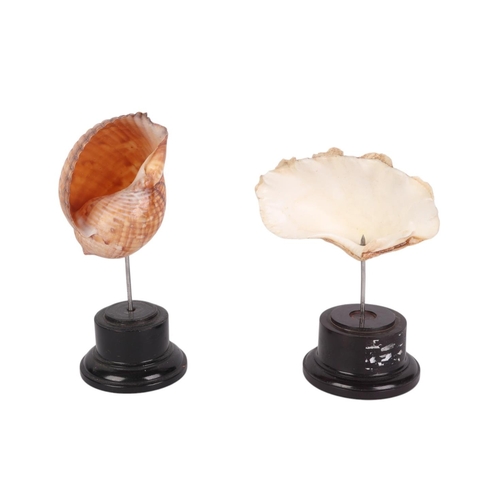 929 - Two  marine seashells on museum style display stands, the largest 20cms (2).