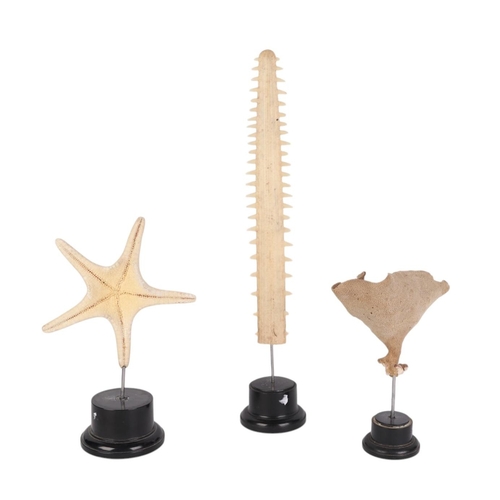 930 - A museum style mounted starfish, 25cms; together with a similar mounted sawfish rostrum, 41cms high;... 