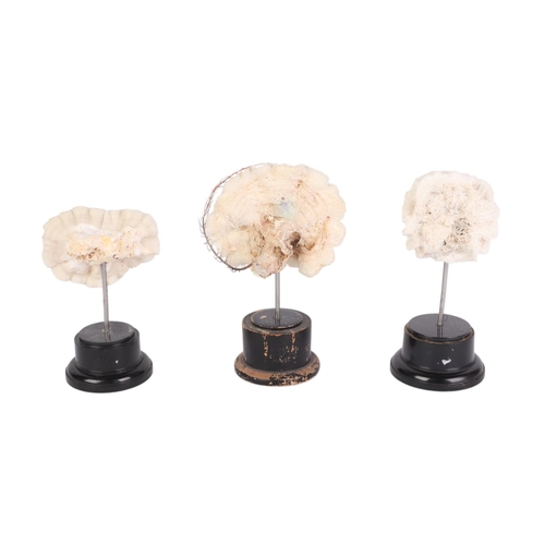 931 - Three marine corals on museum style display stands, the largest 15cms high (3).