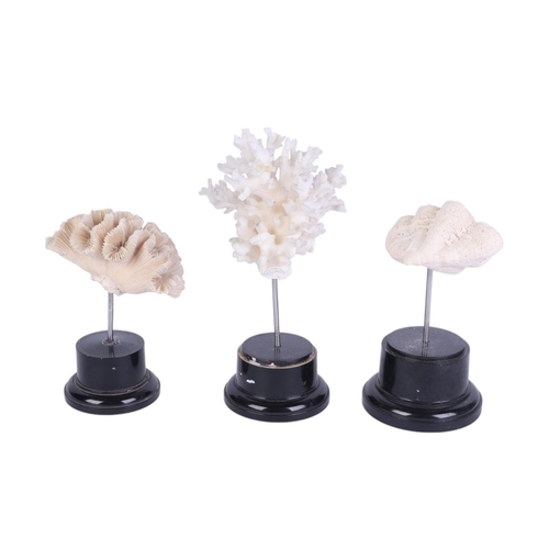 932 - Three marine corals on museum style display stands, the largest 18cms high (3).