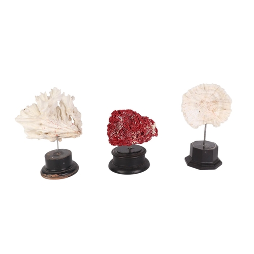 933 - Three marine corals on museum style display stands, the largest 22cms high (3).