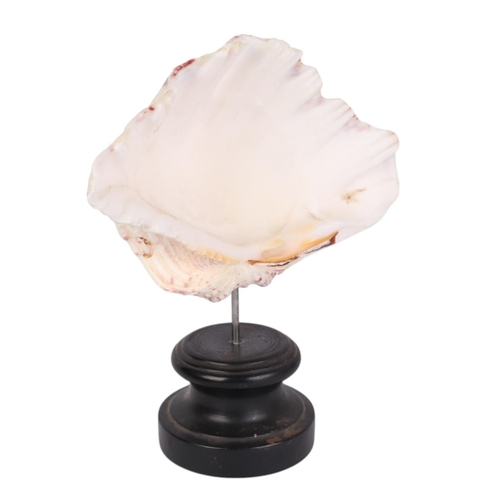 934 - A marine clam shell mounted on museum style display stand, 24cms high.