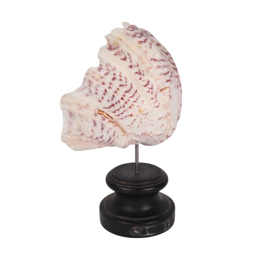 934 - A marine clam shell mounted on museum style display stand, 24cms high.