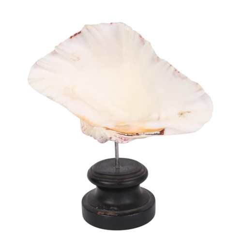 934 - A marine clam shell mounted on museum style display stand, 24cms high.