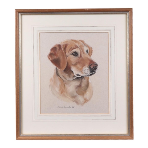 162 - Modern British - Study of a Labrador Head - pastel, signed & dated '88 lower left, 23 by 28cms; toge... 