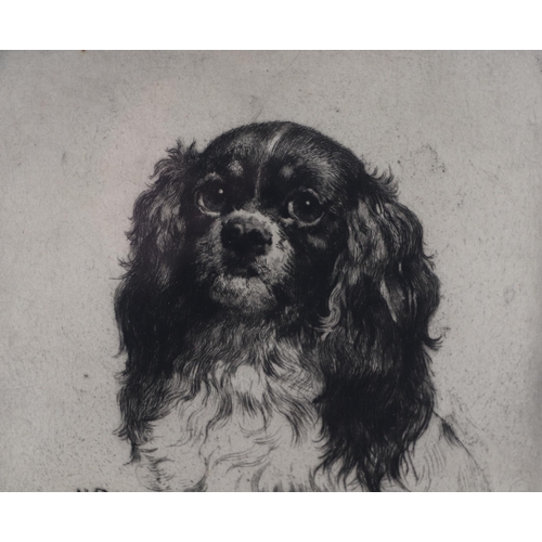 241 - After Herbert Dixie (1862-1942) -  A King Charles Spaniel - etching, signed in pencil to the margin ... 