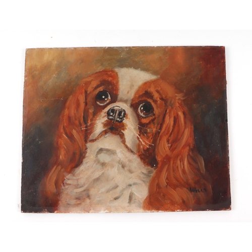 247 - B Hills (early 20th century school) - Portrait Study of a King Charles Spaniel - signed lower right,... 