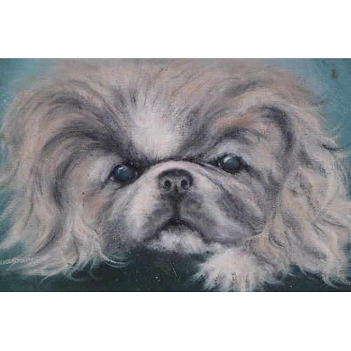 327 - J Allen Brown (20th century British) - Bootsie, Study of a Pekinese Dog -  signed & dated '72 lower ... 