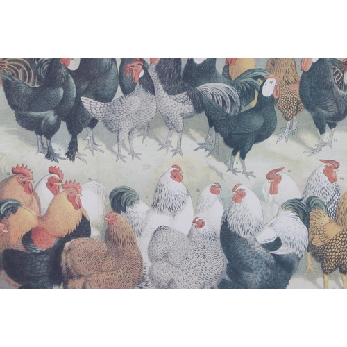 380 - A late 19th century coloured print depicting various breeds of chickens, framed & glazed, 59 by 12cm... 