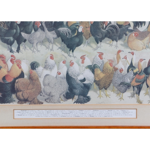 380 - A late 19th century coloured print depicting various breeds of chickens, framed & glazed, 59 by 12cm... 