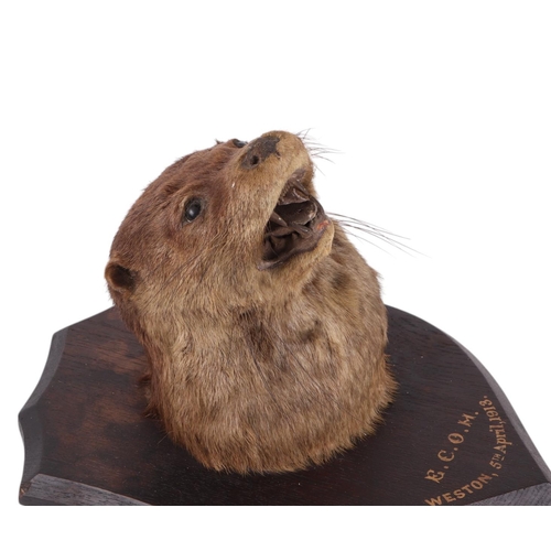 494 - Taxidermy.  An early 20th century otter head mount on a shield shaped plaque 'E. C. O. M. Western 5t... 