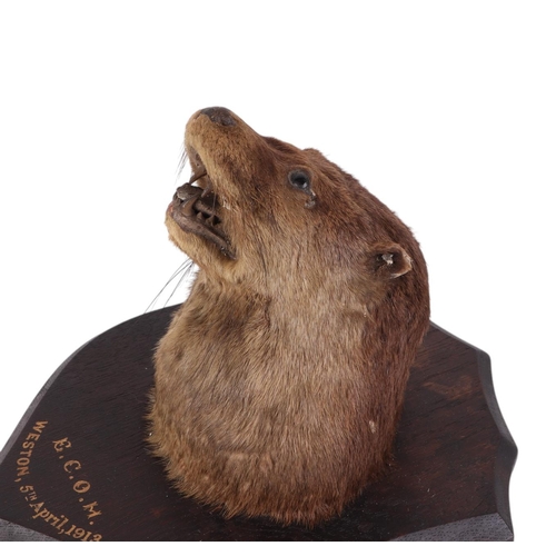 494 - Taxidermy.  An early 20th century otter head mount on a shield shaped plaque 'E. C. O. M. Western 5t... 