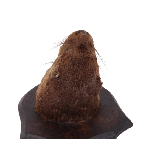 494 - Taxidermy.  An early 20th century otter head mount on a shield shaped plaque 'E. C. O. M. Western 5t... 