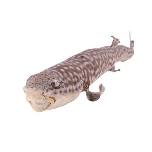 495 - Taxidermy -  a Lesser Spotted Dogfish, 55cms long.