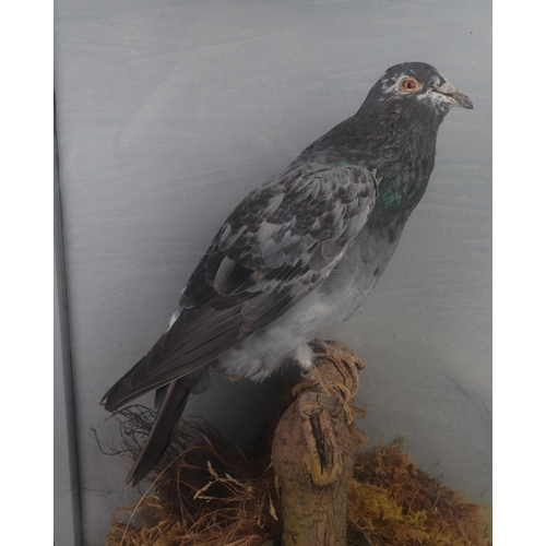 496 - Taxidermy.  A cased study of a racing pigeon in a naturalistic setting, 33 by 52cms.