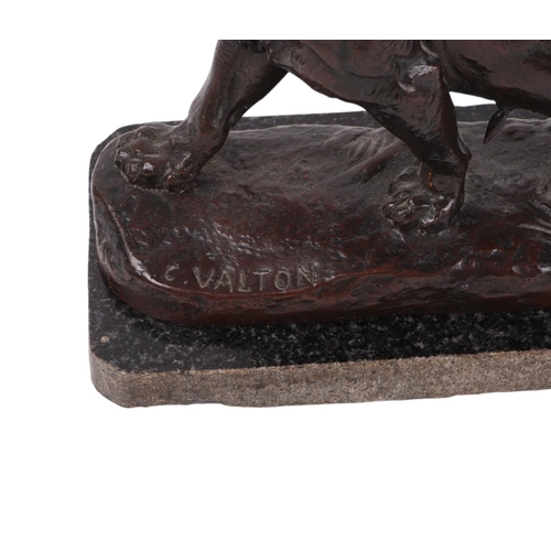 597 - A French bronze animalier model of a wounded lioness by Charles Valton (French 1851-1918) on a natur... 