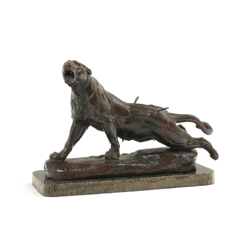 597 - A French bronze animalier model of a wounded lioness by Charles Valton (French 1851-1918) on a natur... 