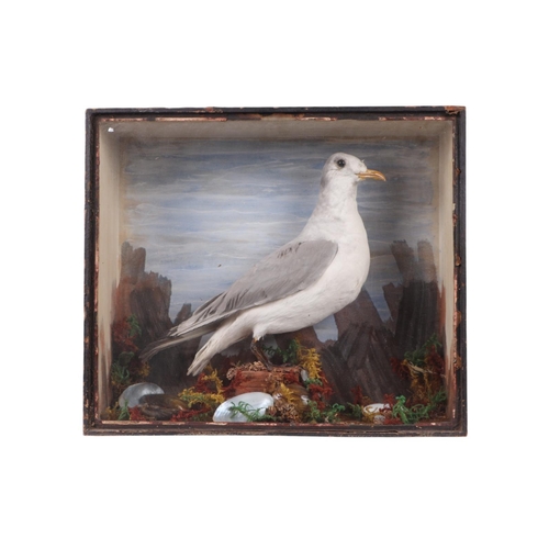Lot 141       