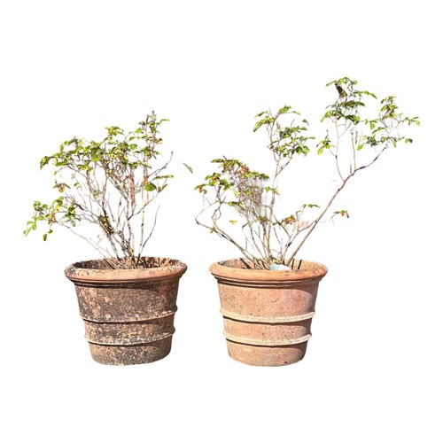 Lot 29        