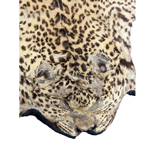 137 - Antique Large Genuine Leopard Skin - Stitched onto a Black Baize Thick Cloth