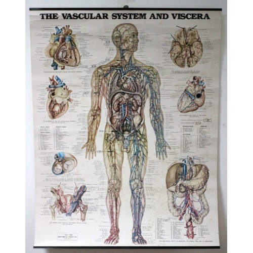 23 - Original 1980's Highly Detailed Medical Poster of the Vascular System and Viscera by Peter Bachin of... 