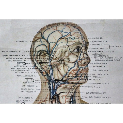 23 - Original 1980's Highly Detailed Medical Poster of the Vascular System and Viscera by Peter Bachin of... 