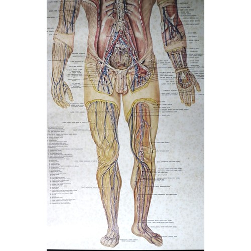 24 - Original 1980's Highly Detailed Medical Poster of the Lymphatic System by Peter Bachin of The Anatom... 