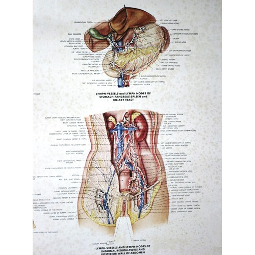 24 - Original 1980's Highly Detailed Medical Poster of the Lymphatic System by Peter Bachin of The Anatom... 