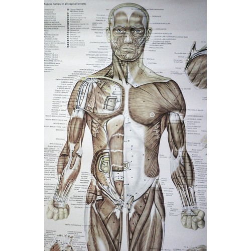 25 - Original 1980's Highly Detailed Medical Poster of the Muscular System by Peter Bachin of The Anatomi... 
