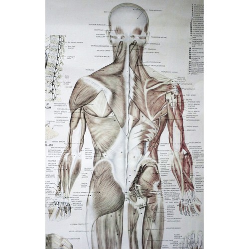 25 - Original 1980's Highly Detailed Medical Poster of the Muscular System by Peter Bachin of The Anatomi... 