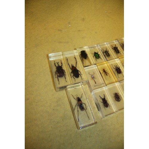 116 - Insect Specimens in Resin