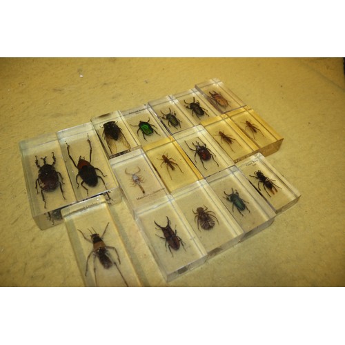 116 - Insect Specimens in Resin