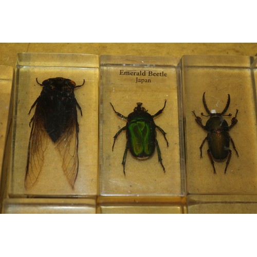 116 - Insect Specimens in Resin