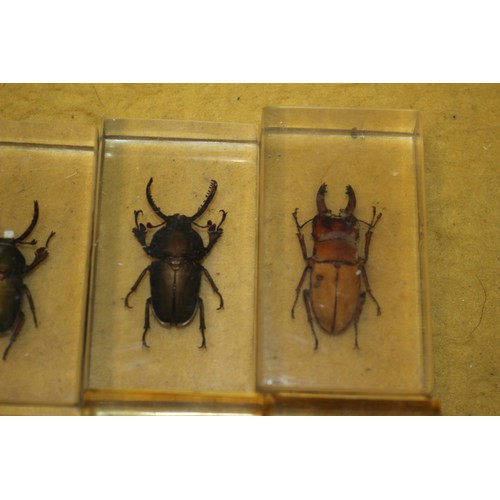 116 - Insect Specimens in Resin