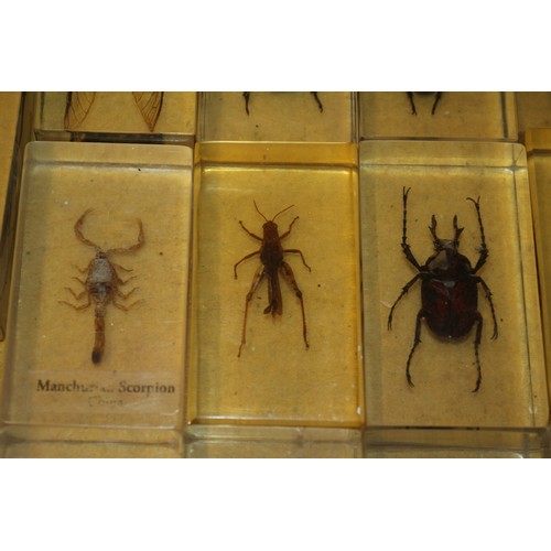 116 - Insect Specimens in Resin