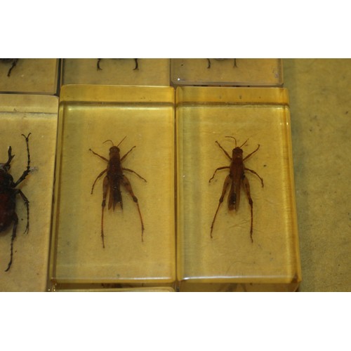 116 - Insect Specimens in Resin